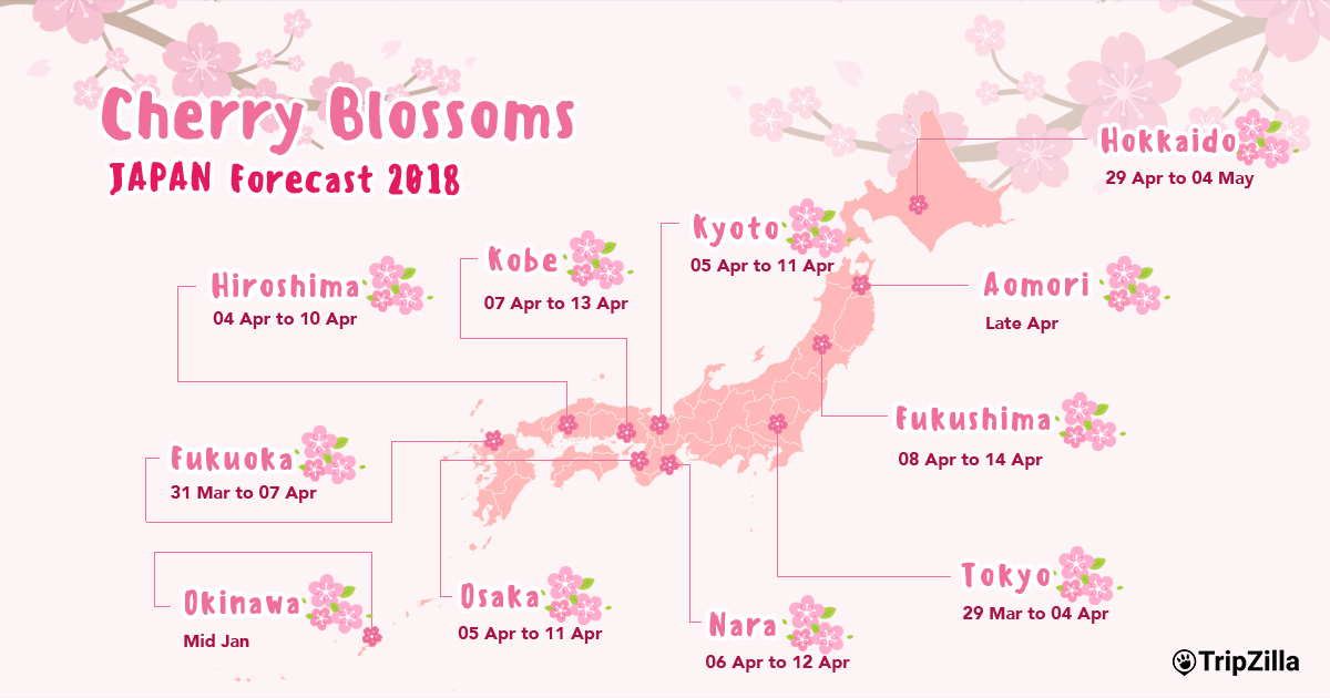 sakura-season-is-coming-soon-making-the-most-out-of-cherry-blossom-viewing-season