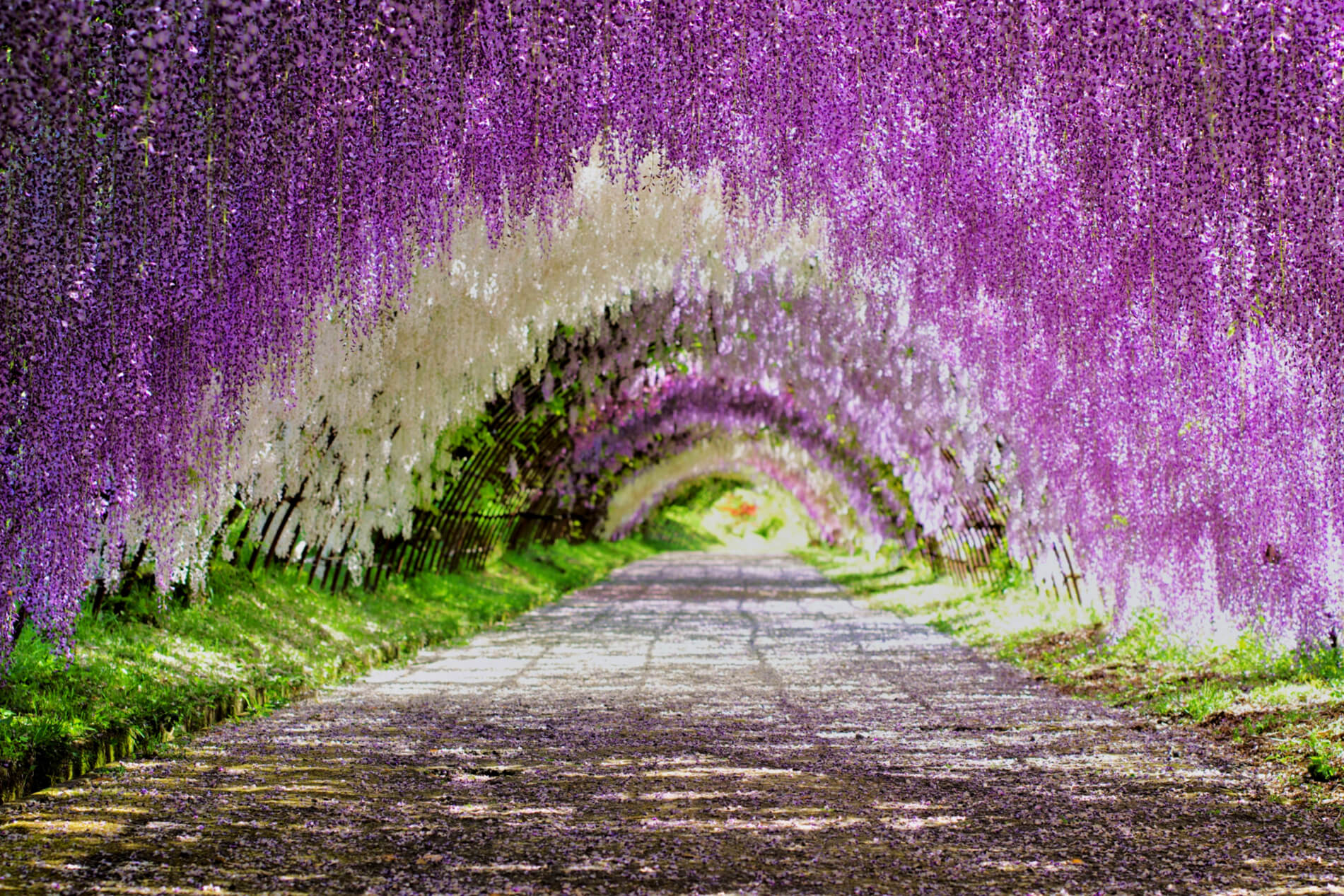 japan purple trees