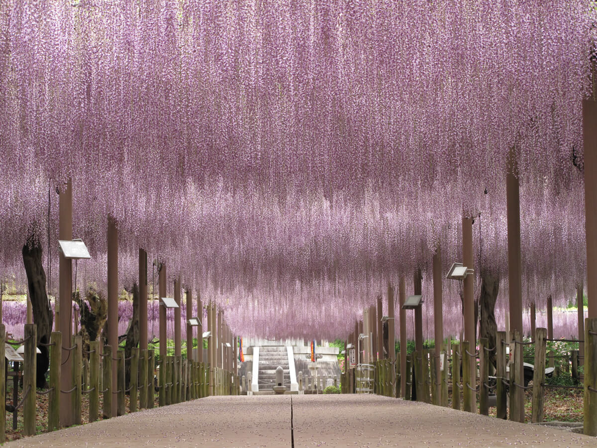 Japan S Top 10 Wisteria Viewing Spots
