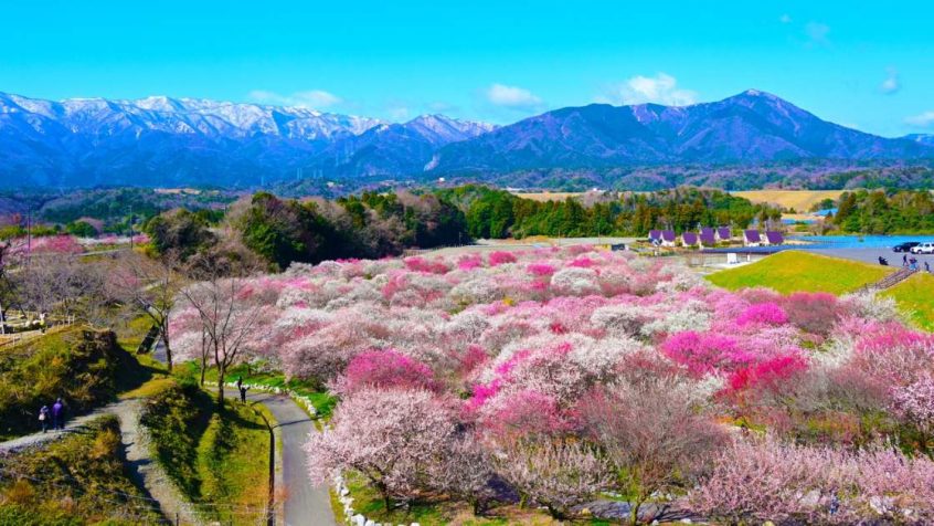 10 Best Plum blossom Viewing Spots in Japan inabeshi Nogyokoen