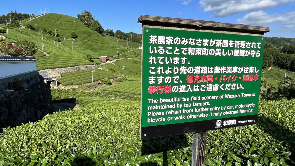 Wazuka Tea plantation, tea soba, green tea picking, Kyoto