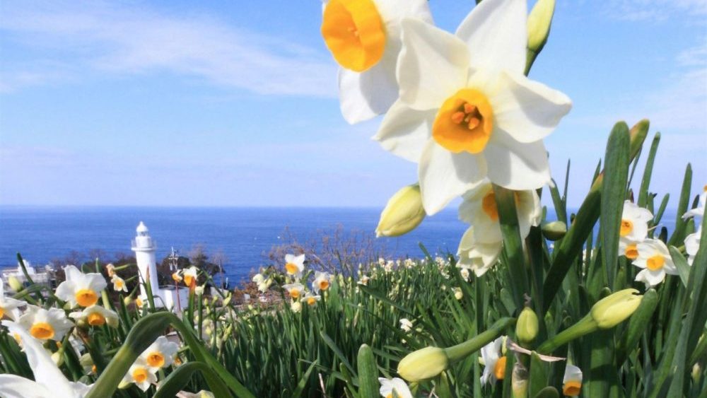 narcissus festival fukui -Discover Japan's December Delights: Top 10 Events and Festivals